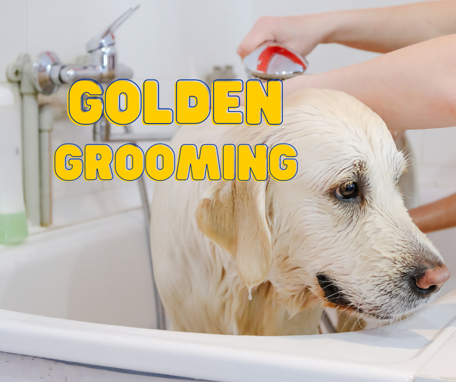  Golden Retriever Grooming Supplies: Keeping Your Golden Fresh and Fabulous!