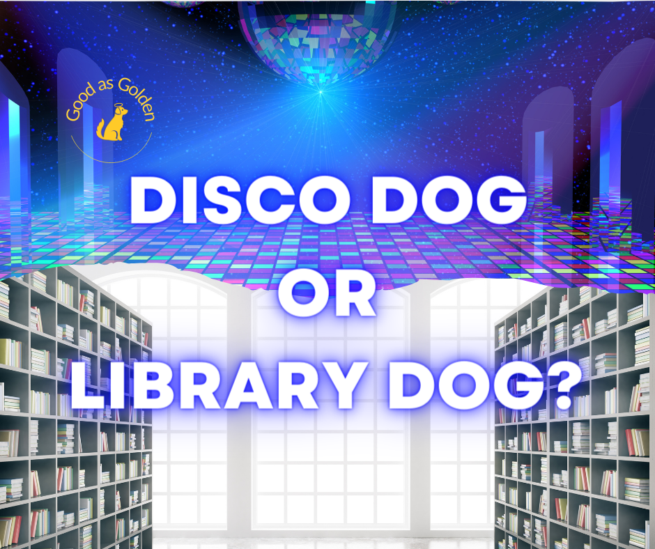 Disco Dog or Library Dog 