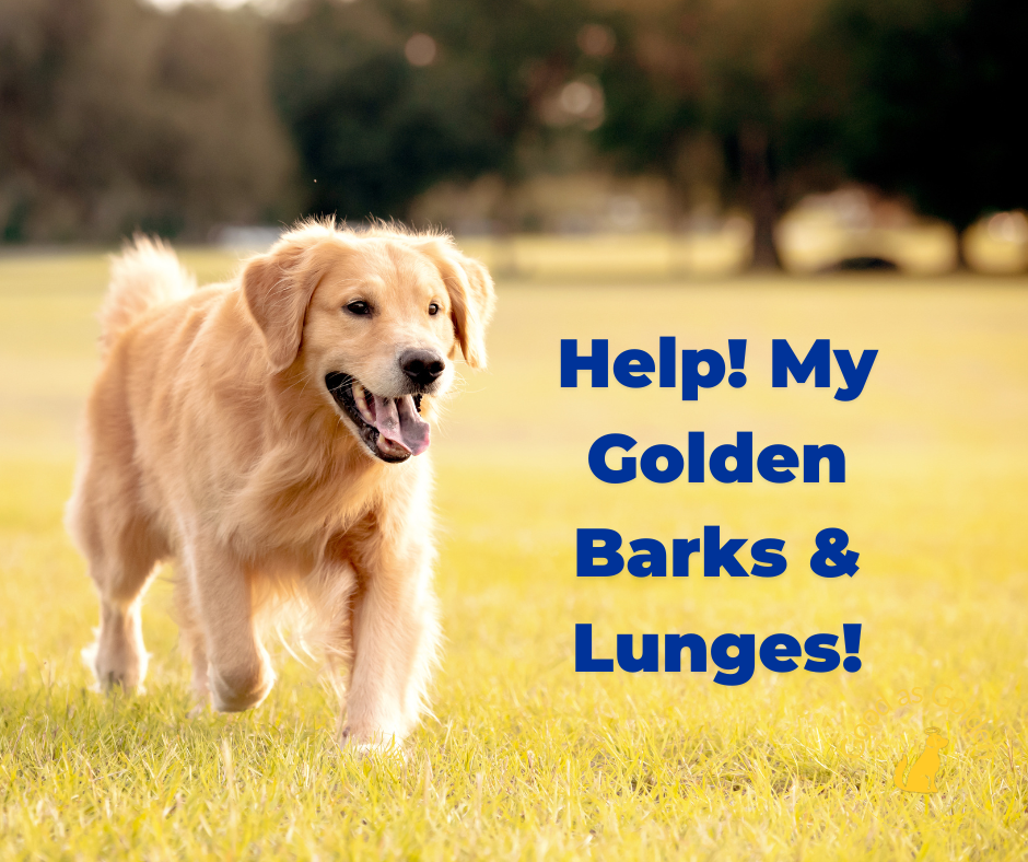 Help! My Golden Barks And Lunges